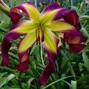 Spacecoast Twister Daylily